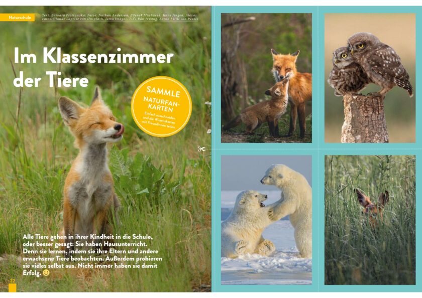 Abonnement d’essai à KALEIO (allemand) – Image 5